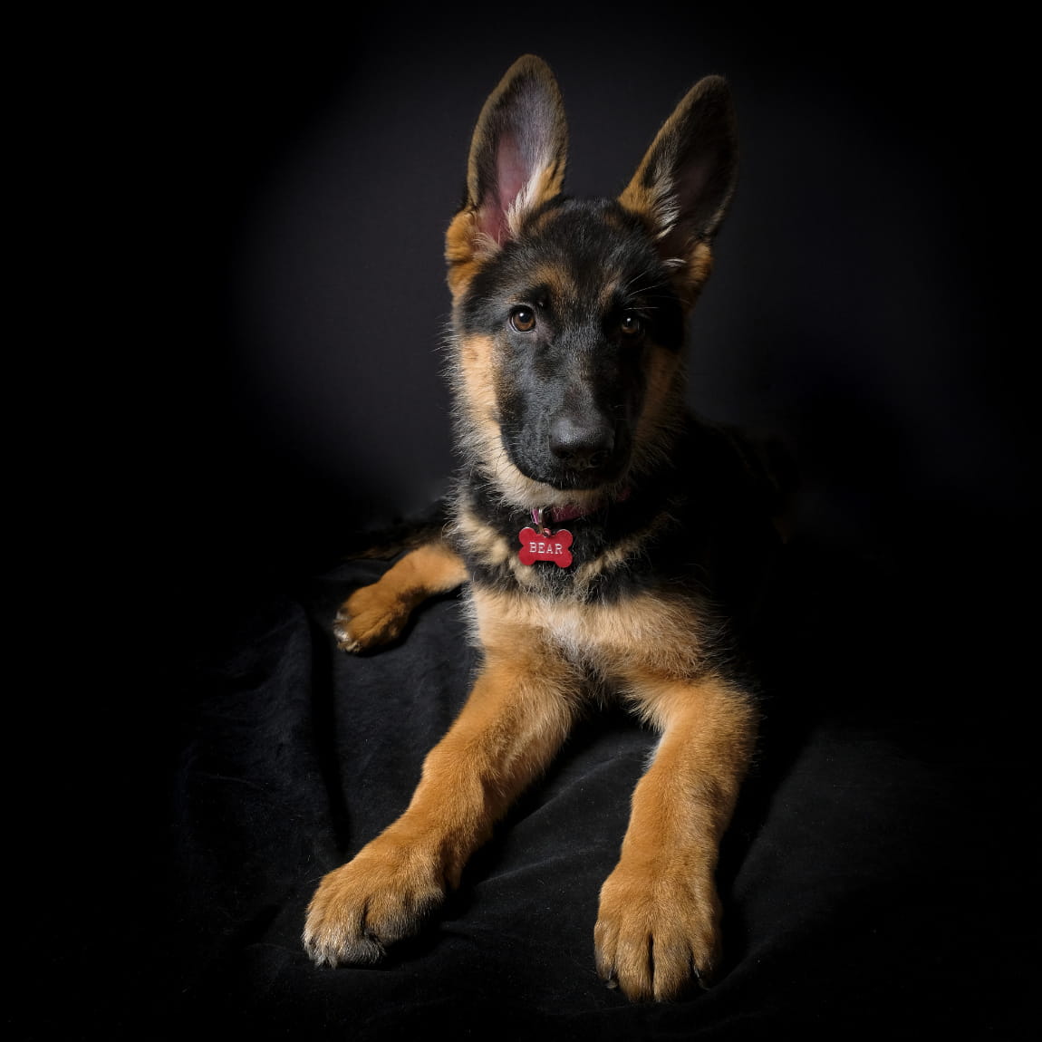 Pet Portrait Photography | by Halans Photography - Central Coast